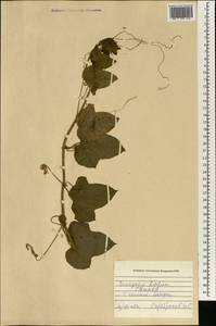 Cucurbitaceae, Африка (AFR) (Гвинея)