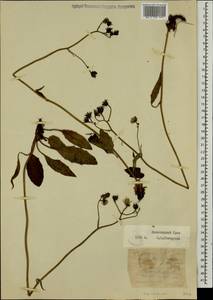 Hieracium lachenalii subsp. cruentifolium (Dahlst. & Lübeck ex Dahlst.) Zahn, Сибирь, Западная Сибирь (S1) (Россия)