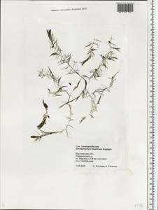 Ceratophyllum muricatum subsp. muricatum, Восточная Европа, Центральный лесостепной район (E6) (Россия)