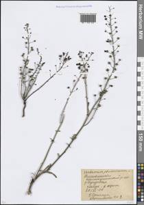 Коровяк фиолетовый L., Восточная Европа, Ростовская область (E12a) (Россия)