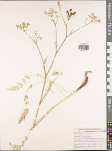 Тмин обыкновенный L., Восточная Европа, Центральный район (E4) (Россия)