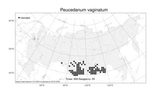 Peucedanum vaginatum, Горичник влагалищный Ledeb., Атлас флоры России (FLORUS) (Россия)