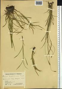 Осока хаккодская Franch., Сибирь, Чукотка и Камчатка (S7) (Россия)