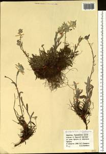 Leontopodium leontopodinum (DC.) Hand.-Mazz., Сибирь, Прибайкалье и Забайкалье (S4) (Россия)