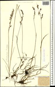 Lolium pratense (Huds.) Darbysh., Кавказ, Ставропольский край, Карачаево-Черкесия, Кабардино-Балкария (K1b) (Россия)