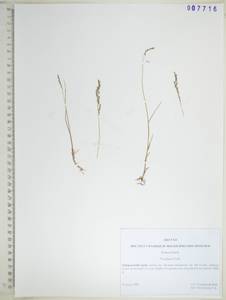 KHA7716, Мятлик сизый Vahl, Сибирь, Дальний Восток (S6) (Россия)