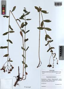 KUZ 018 111, Зверобой волосистый, Зверобой жестковолосый L., Сибирь, Алтай и Саяны (S2) (Россия)