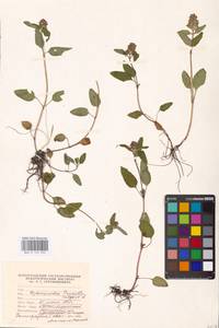 MHA 0 154 032, Черноголовка обыкновенная L., Восточная Европа, Нижневолжский район (E9) (Россия)