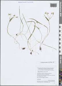 Гусиный лук малый (L.) Ker Gawl., Восточная Европа, Северный район (E1) (Россия)