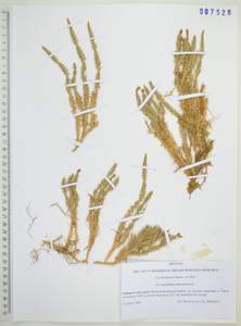 Spinulum annotinum subsp. annotinum, Сибирь, Дальний Восток (S6) (Россия)