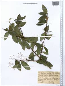 Gymnosporia gracilipes subsp. gracilipes, Африка (AFR) (Эфиопия)