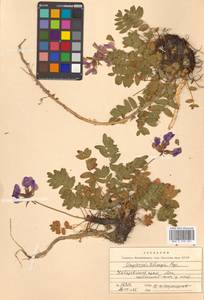 Остролодочник Тилинга Bunge, Сибирь, Дальний Восток (S6) (Россия)