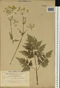 Купырь лесной (L.) Hoffm., Восточная Европа, Белоруссия (E3a) (Белоруссия)