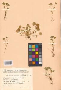 Ложечница гренладская L., Восточная Европа, Северный район (E1) (Россия)