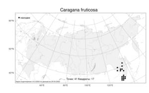 Caragana fruticosa, Карагана древовидная, Желтая акация Lam., Атлас флоры России (FLORUS) (Россия)