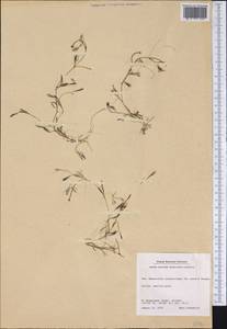 Ranunculus confervoides (Fries) Fries, Америка (AMER) (Гренландия)