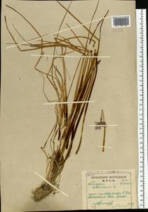 Лук скорода, Шнитт-лук L., Восточная Европа, Северный район (E1) (Россия)