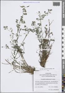 Corydalis bosbutooensis Lazkov, Средняя Азия и Казахстан, Западный Тянь-Шань и Каратау (M3) (Киргизия)