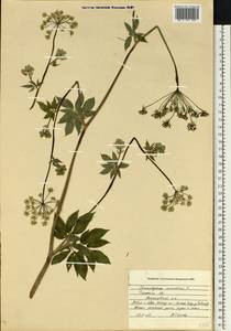 Бутень ароматный L., Восточная Европа, Центральный район (E4) (Россия)