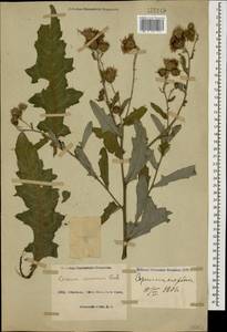 Cirsium arvense var. vestitum Wimm. & Grab., Кавказ, Азербайджан (K6) (Азербайджан)