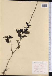 Stachytarpheta cayennensis (Rich.) Vahl, Америка (AMER) (Перу)