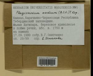 Plagiomnium medium (Bruch & Schimp.) T.J. Kop., Гербарий мохообразных, Мхи - Северный Кавказ и Предкавказье (B12) (Россия)