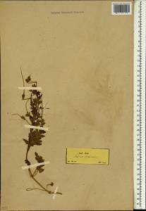 Аистник длинноклювый, Зарубежная Азия (ASIA) (Турция)