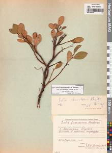 Ива Алексея Скворцова A.P.Khokhr., Сибирь, Чукотка и Камчатка (S7) (Россия)