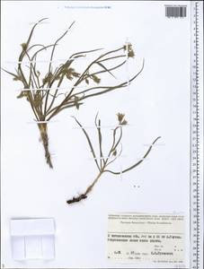 Asteraceae, Средняя Азия и Казахстан, Прикаспийский Устюрт и Северное Приаралье (M8) (Казахстан)