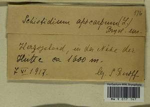 Schistidium apocarpum (Hedw.) Bruch & Schimp., Гербарий мохообразных, Мхи - Западная Европа (BEu) (Германия)
