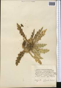 Бодяк съедобный (Siev.) C. A. Mey., Средняя Азия и Казахстан, Западный Тянь-Шань и Каратау (M3) (Узбекистан)