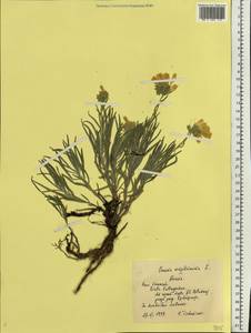 Оносма простейшая L., Восточная Европа, Центральный лесостепной район (E6) (Россия)