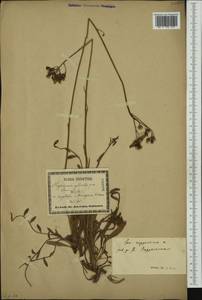 Pilosella bauhini subsp. magyarica (Peter) S. Bräut., Западная Европа (EUR) (Хорватия)