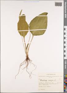 Подорожник большой L., Сибирь, Алтай и Саяны (S2) (Россия)