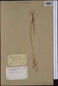 Corynephorus divaricatus (Pourr.) Breistr., Западная Европа (EUR) (Неизвестно)