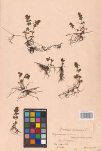 MHA 0 155 861, Будра плющевидная L., Восточная Европа, Центральный лесостепной район (E6) (Россия)