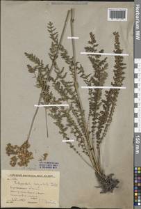 Таволга обыкновенная Moench, Восточная Европа, Центральный лесостепной район (E6) (Россия)