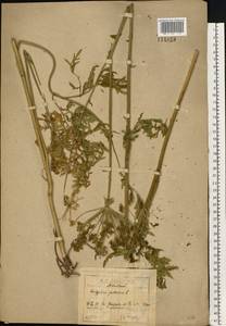 Silphiodaucus prutenicus (L.) Spalik, Wojew., Banasiak, Piwczyñski & Reduron, Восточная Европа, Московская область и Москва (E4a) (Россия)