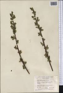 Salix myrtillifolia Anderss., Америка (AMER) (Канада)