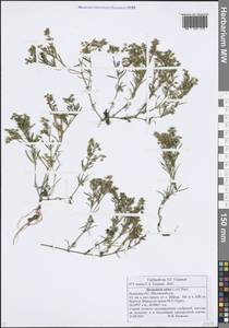 Торичник приморский, Торичник морской (L.) Besser, Восточная Европа, Центральный район (E4) (Россия)