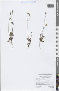 Crepis sancta subsp. sancta, Зарубежная Азия (ASIA) (Турция)