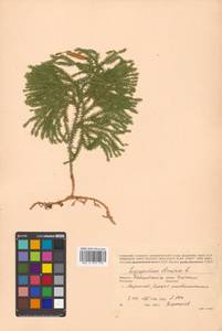 Dendrolycopodium obscurum (L.) A. Haines, Сибирь, Дальний Восток (S6) (Россия)