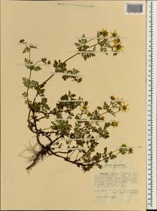 Bidens pachyloma (Oliv. & Hiern) Cufod., Африка (AFR) (Эфиопия)