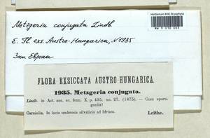Metzgeria conjugata Lindb., Гербарий мохообразных, Мхи - Западная Европа (BEu) (Словения)