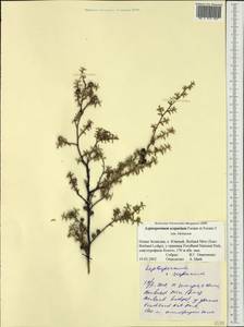 Leptospermum scoparium J.R.Forst. & G.Forst., Австралия и Океания (AUSTR) (Новая Зеландия)