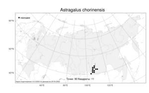Astragalus chorinensis, Астрагал хоринский Bunge, Атлас флоры России (FLORUS) (Россия)