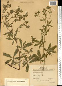 Лапчатка прямая неясная (Willd.) Arcang., Восточная Европа, Западно-Украинский район (E13) (Украина)