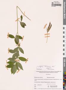 Чина Комарова Ohwi, Сибирь, Чукотка и Камчатка (S7) (Россия)