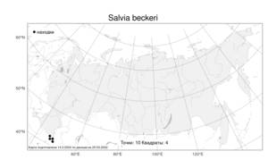 Salvia beckeri, Шалфей Беккера Trautv., Атлас флоры России (FLORUS) (Россия)