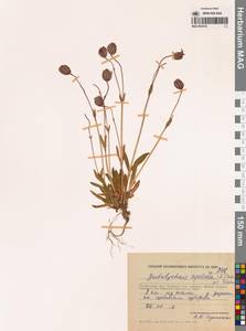 Silene uralensis subsp. apetala (L.) Bocquet, Сибирь, Чукотка и Камчатка (S7) (Россия)